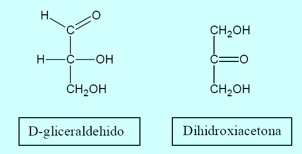 Ósidos: Son glúcidos más o menos complejos, formados por la unión de varios monosacáridos o derivados de monosacáridos exclusivamente (holósidos) o bien por monosacáridos o derivados de monosacáridos