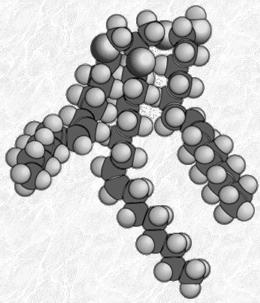 Pérdida de una molécula de agua por cada ác. graso que se une al glicerol. Las grasas neutras están formadas por: Glicerol + Ác. grasos.