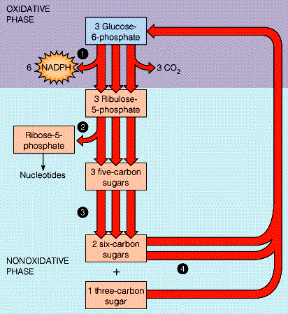 ESTRATEGIA GLOBAL DE LA RUTA DE LA PENTOSA FOSFATO Paso 1 (fase oxidativa): la glucosa-6- fosfato se oxida a ribulosa-5-fosfato y CO 2 con producción de NDPH.