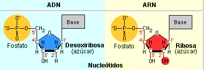 Ácidos Nucleicos Ácido desoxirribonucleico (ADN) y Ácido ribonucleico (ARN) Nucleótido: Una base