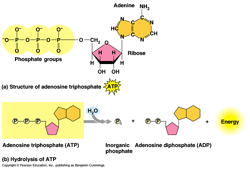 Adenosintrifosfato (ATP) Principal molécula transportadora de energía en la célula e indispensable para que vivan.