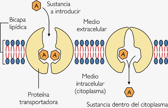 Funciones de las proteínas Estructural: Membranas, citoesqueleto, pelo, uñas, etc.