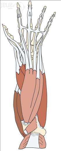 Extensor del índice flexor radial del carpo (tendón) R Tendones de los músculos flexores y nervio mediano Paquete vasculonervioso cubital flexor cubital del carpo T.