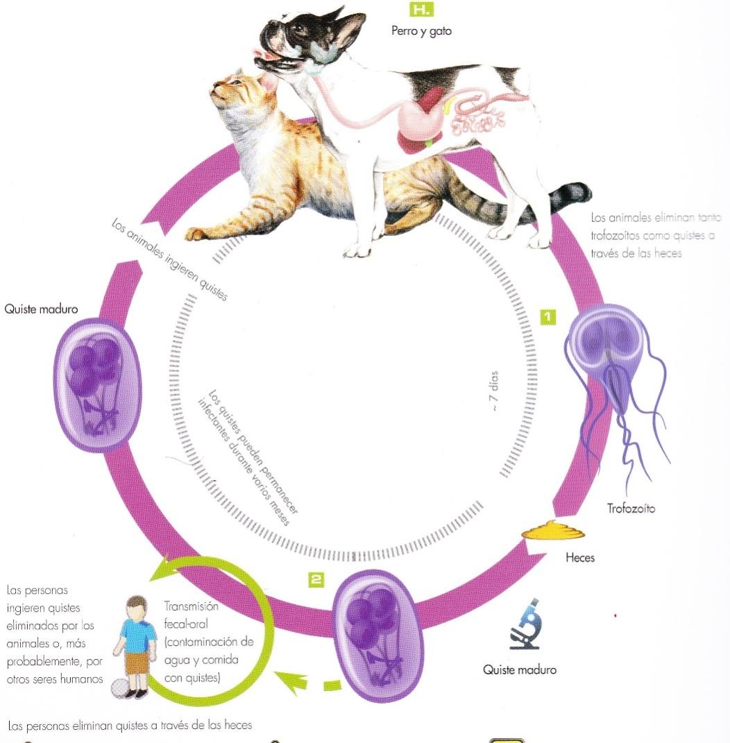 2.5.4 Giardias sp Figura 4. Ciclo biológico del parásito Giardia sp.