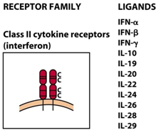 2. Familia de los receptores del tipo interferón (IFN) o Tipo II Es una familia propia de los receptores de las entre los cuales se cuentan los de IFN α/β R, IFN- e IL-10 (Fig.