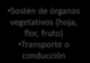 Sostén de órganos vegetativos (hoja, flor, fruto) Transporte o conducción Órgano con