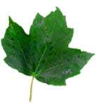 peciolo o tallo ( falsa acacia.) Las hojas son las encargadas de recibir luz. Tienen aberturas (estomas) que permiten que el agua y el oxigeno salgan y entre el dióxido de carbono.