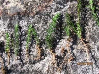 Semillas de retamo y germinación Cotiledones y hojas verdaderas Crecimiento del retamo de dos a tres semanas