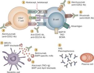 Figure 1 Mechanisms of donor-specific antibody-mediated endothelial injury in renal allografts Estrategias potenciales para el tratamiento del rechazo mediado por anticuerpos Kirk, A. D. et al.