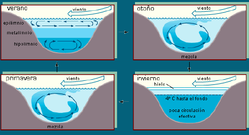 Así, en verano se calientan las aguas superficiales y se diferencian dos capas de temperatura y densidad diferentes: - La capa superficial de aguas cálidas, iluminadas y poco densas donde se