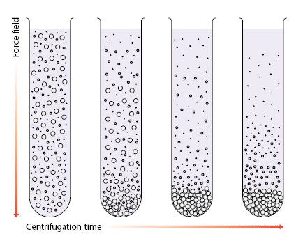 Fraccionamiento Celular: Centrifugación Diferencial Eliminar contaminantes o clarificar la muestra Separación de los componentes con base en las