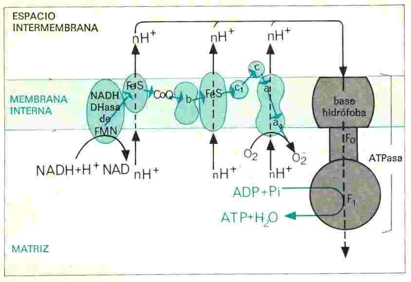 Cadena respiratoria y fosforilación oxidativa - Los e - procedentes de: - Glucolisis - Descarboxilación del ácido pirúvico - Ciclo de Krebs que fueron tomados por el NAD y el FAD se encuentran aún
