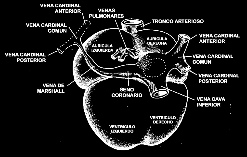 DESARROLLO DEL CORAZON E7 A LAS 8 SEMANAS Cuerno derecho: se va incorporando a la aurícula La vena cardinal común izquierda se oblitera y desaparecen las cardinales anterior y posterior de ese lado.