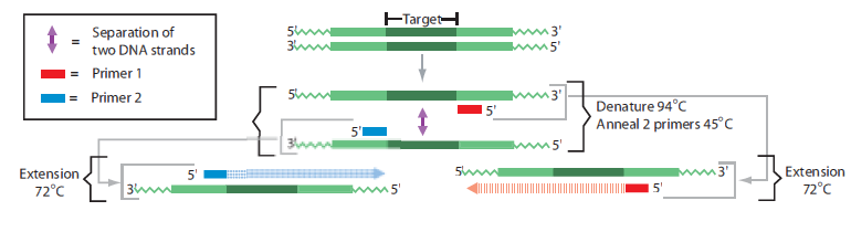 Estos tres pasos, desnaturalización-emparejamiento-extensión, constituye un ciclo de PCR. Este proceso se repite durante 20-40 ciclos amplificando la secuencia objeto exponencialmente.
