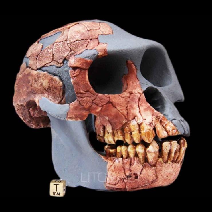 Caja craneal baja y redondeada (300-370 cm 3 ) Torus supraorbitario poco desarrollado Prognatismo facial moderado en el