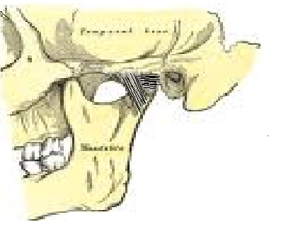 largo de los bordes de las superficies articulares de la fosa mandibular y la eminencia articular. Por la parte inferior, las fibras del ligamento capsular se unen al cuello del cóndilo.