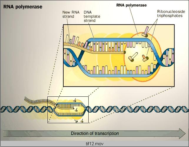 complementaria de ARN, llamada transcrito primario, a partir del cual,
