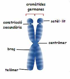 Tema 6: Àcids Nucleics BLOC I: BIOQUÍMICA En un cromosoma, cada una de les còpies del material genètic rep el nom de cromàtide, i està unida a l altra cromàtide mitjançant una constricció anomenada
