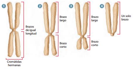 Tipos de cromosomas Todos los cromosomas tienen una forma