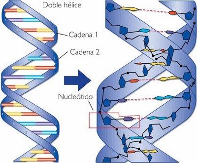 El ADN es una doble hélice formada por dos cadenas de