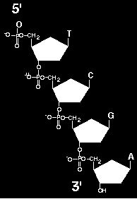 Puede considerarse que el grupo fosfato es el puente de conexión entre los nucleósidos adyacentes.