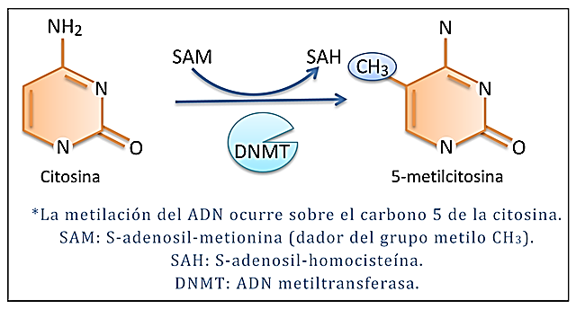 MODIFICACIONES QUÍMICAS EN ADN METILACION DE LA CITOSINA La metilación consiste en la trasferencia de
