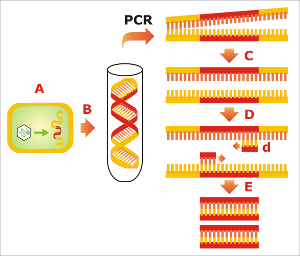 Identificación de segmentos de DNA bacteriano mediantes hibridación con sondas