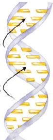 DNA y el RNA pentosa