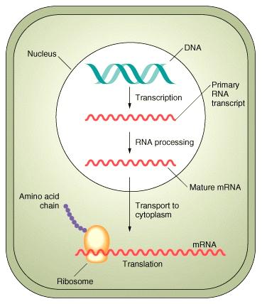 ARN en eucariotas
