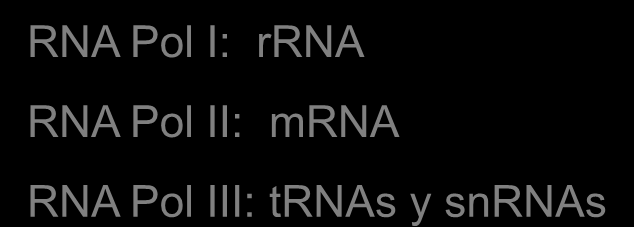 Pol II: mrna RNA