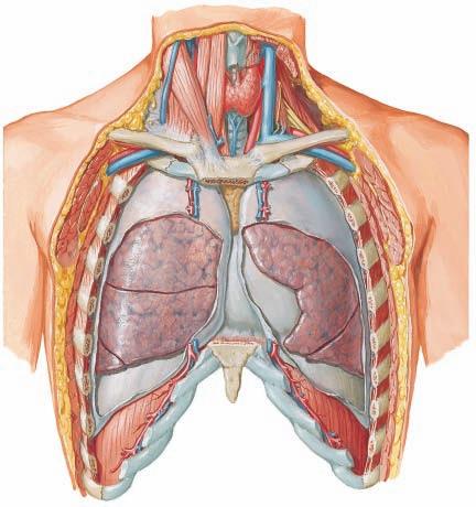 Órganos vitales de la respiración Oxigenan la sangre Son ligeros,
