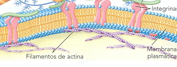 5.3.- Estructuras celulares formadas por filamentos de actina Según proteínas accesorias, pueden formar: - Haces: Estructuras paralelas Tipos: no contráctiles (microvellosidades) contractiles