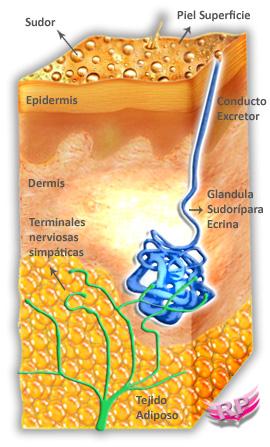 Dermis GLÁNDULAS SUDORÍPARAS Glándulas Écrinas Son órganos altamente desarrollados y están encargados de regular la