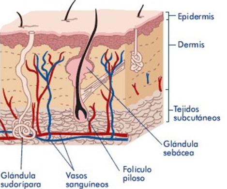Dermis GLÁNDULA SEBACEA Se localizan en la dermis, en el ángulo que forma el músculo erector con el folículo piloso.