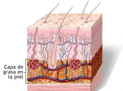 Hipodermis Es la capa más profunda de la piel, separa y aisla a la dermis de las membranas fibrosas, es el tejido de reserva energética para la piel.