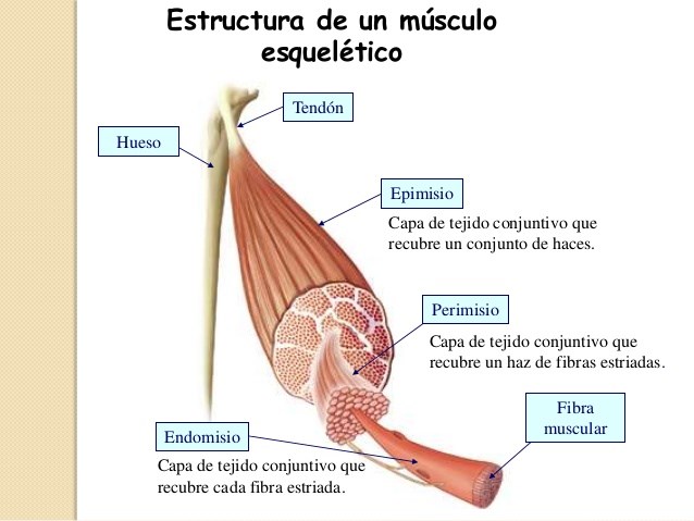 componentes básicos: - tejido muscular