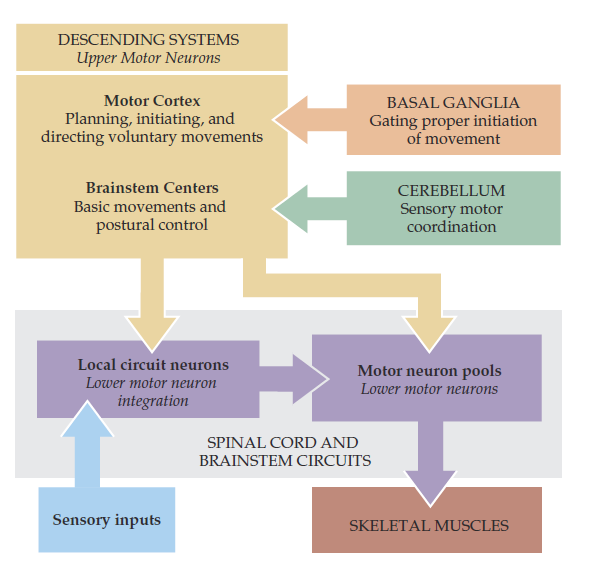Organización General de las Estructuras en el Control del Movimiento Cuatro sistemas básicos: 1.