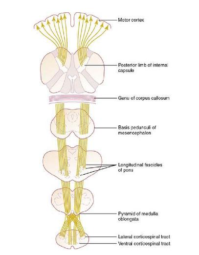 Primera Neurona: Corteza Motora. Segunda: médula espinal.
