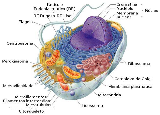 Modelos de célula eucarionte
