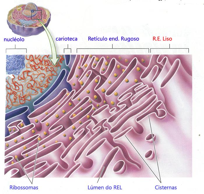 Sistemas de endomembranas Retículo endoplasmático Liso (REL) Se ubica más alejado del núcleo y no esta asociado a ribosomas.