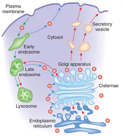 Sistemas de endomembranas Aparato de Golgi Se ubica en la periferia de la célula muy próximo a la membrana plasmática.