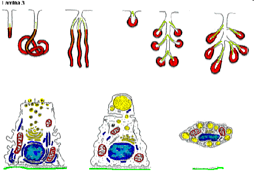 Ejemplos de glándulas exocrinas multicelulares (arriba) y de sus