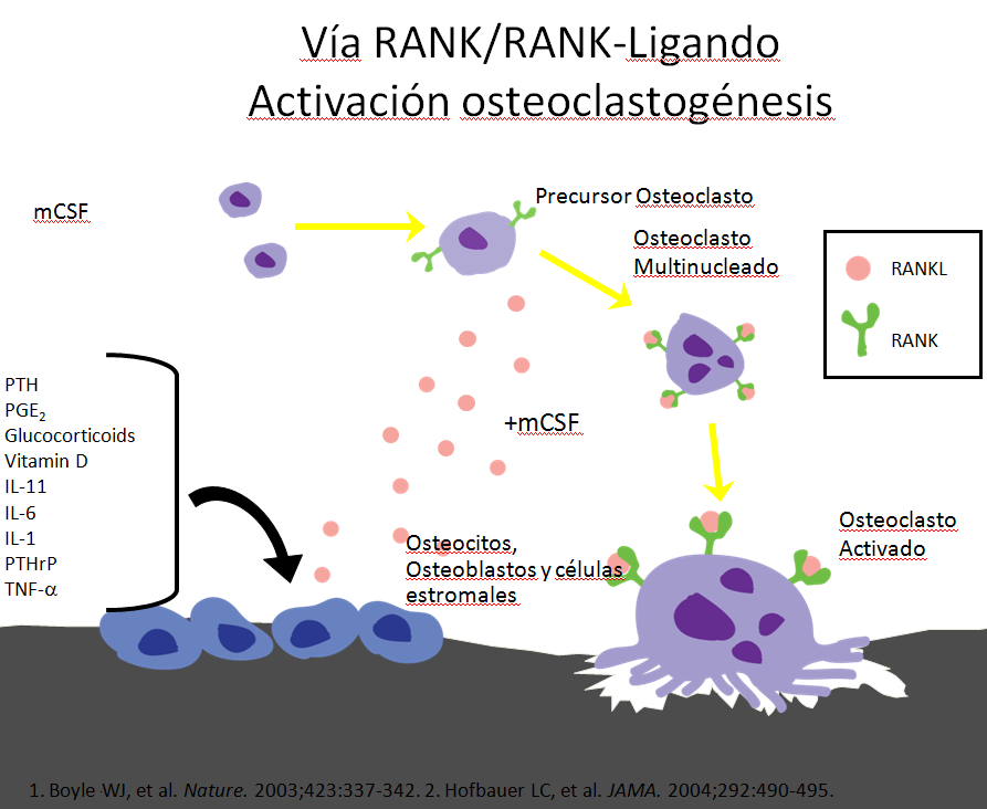 SISTEMA RANK-L/RANK/OPG Las células de la línea osteoblástica expresan una proteína, el ligando del activador del receptor NFkB o RANK-L, que es el encargado de unirse al rector RANK expresado en