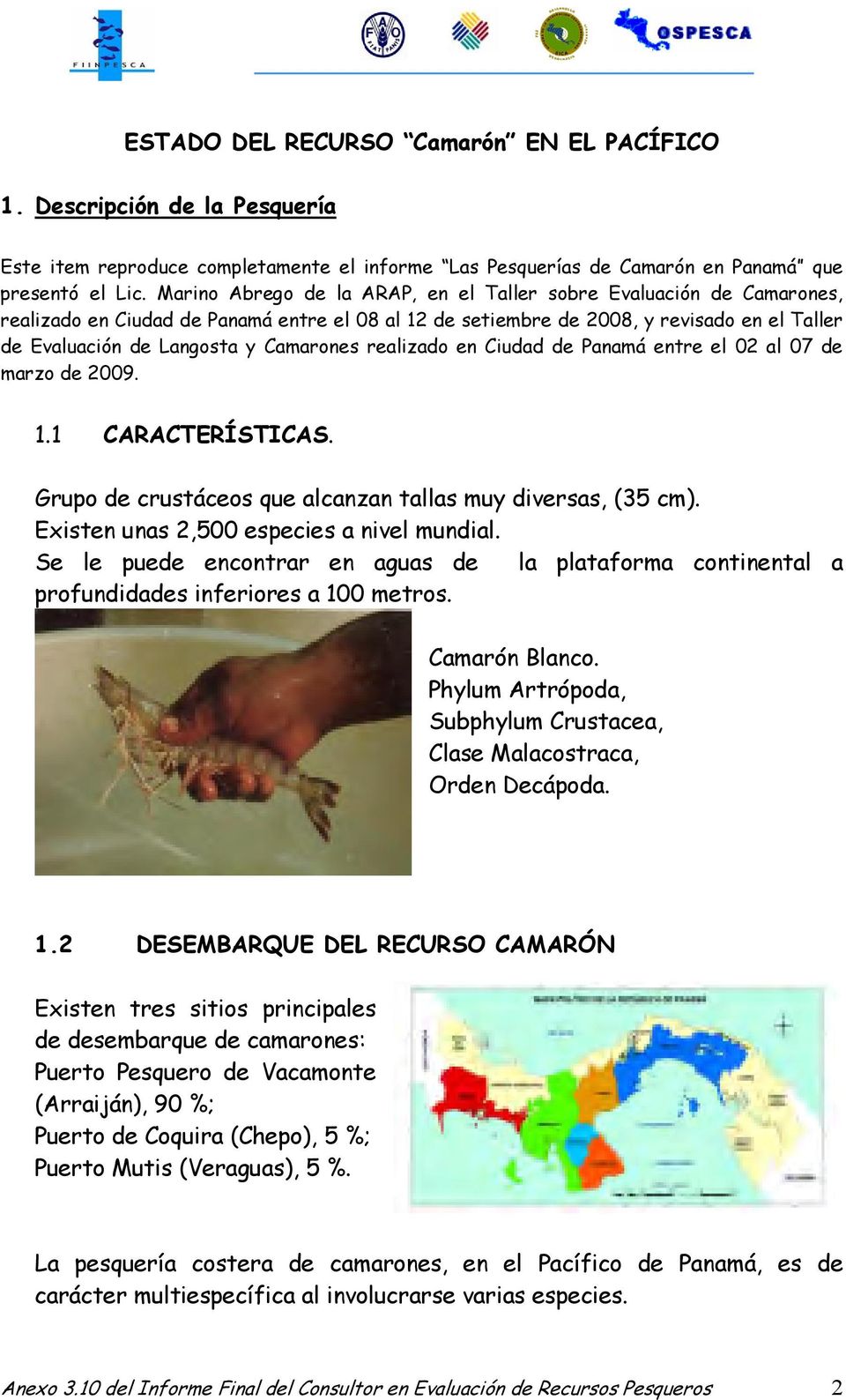 realizado en Ciudad de Panamá entre el 2 al 7 de marzo de 29. 1.1 CARACTERÍSTICAS. Grupo de crustáceos que alcanzan tallas muy diversas, (35 cm). Existen unas 2,5 especies a nivel mundial.