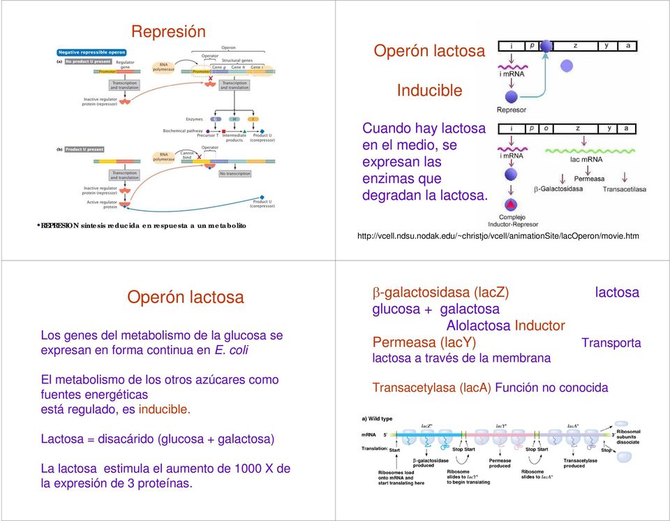 htm Operón lactosa Los genes del metabolismo de la glucosa se expresan en forma continua en E.