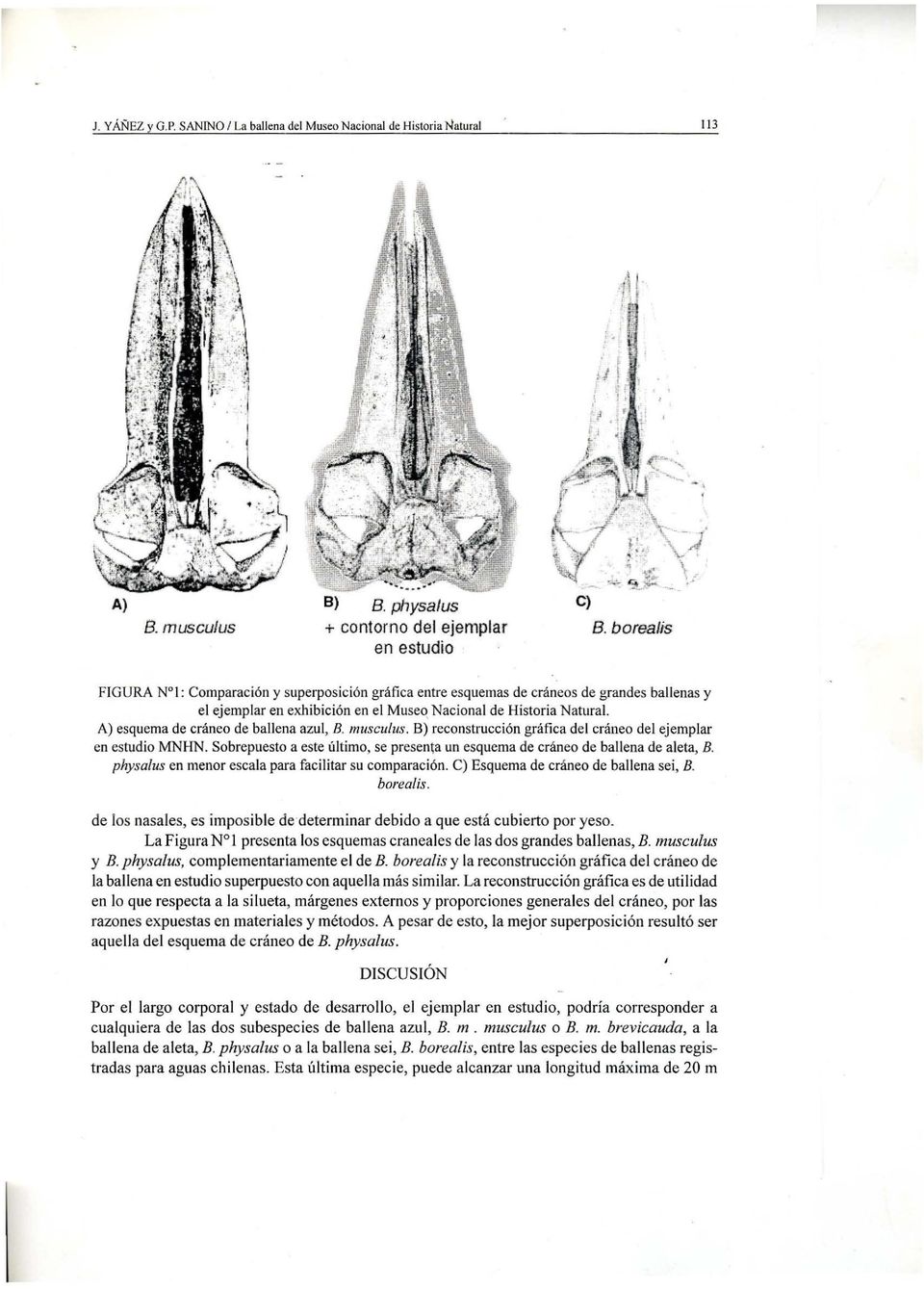 borealis FIGURA N I: Comparación y superposición gráfica entre esquemas de cráneos de grandes ballenas y el ejemplar en exhibición en el Museo Nacional de Historia Natural.