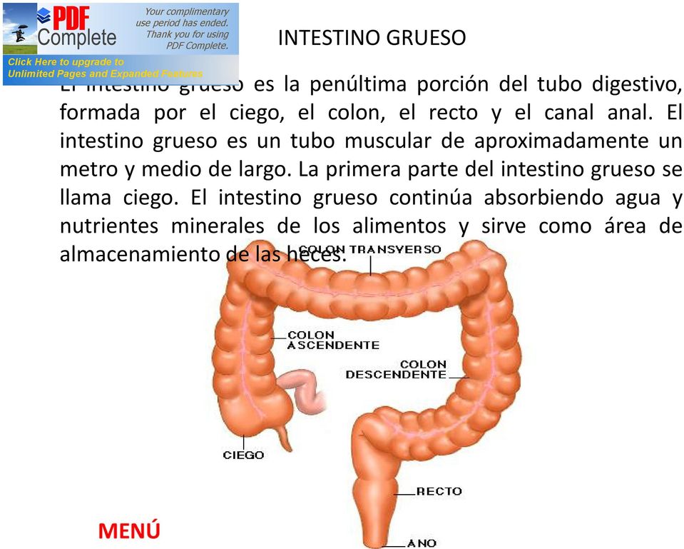 El intestino grueso es un tubo muscular de aproximadamente un metro y medio de largo.