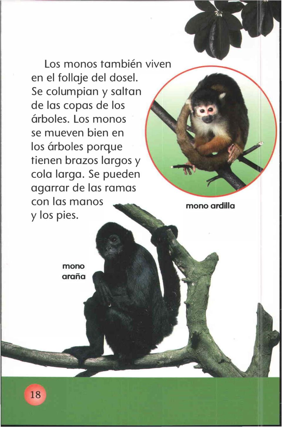 Los monos se mueven bien en los árboles porque tienen brazos