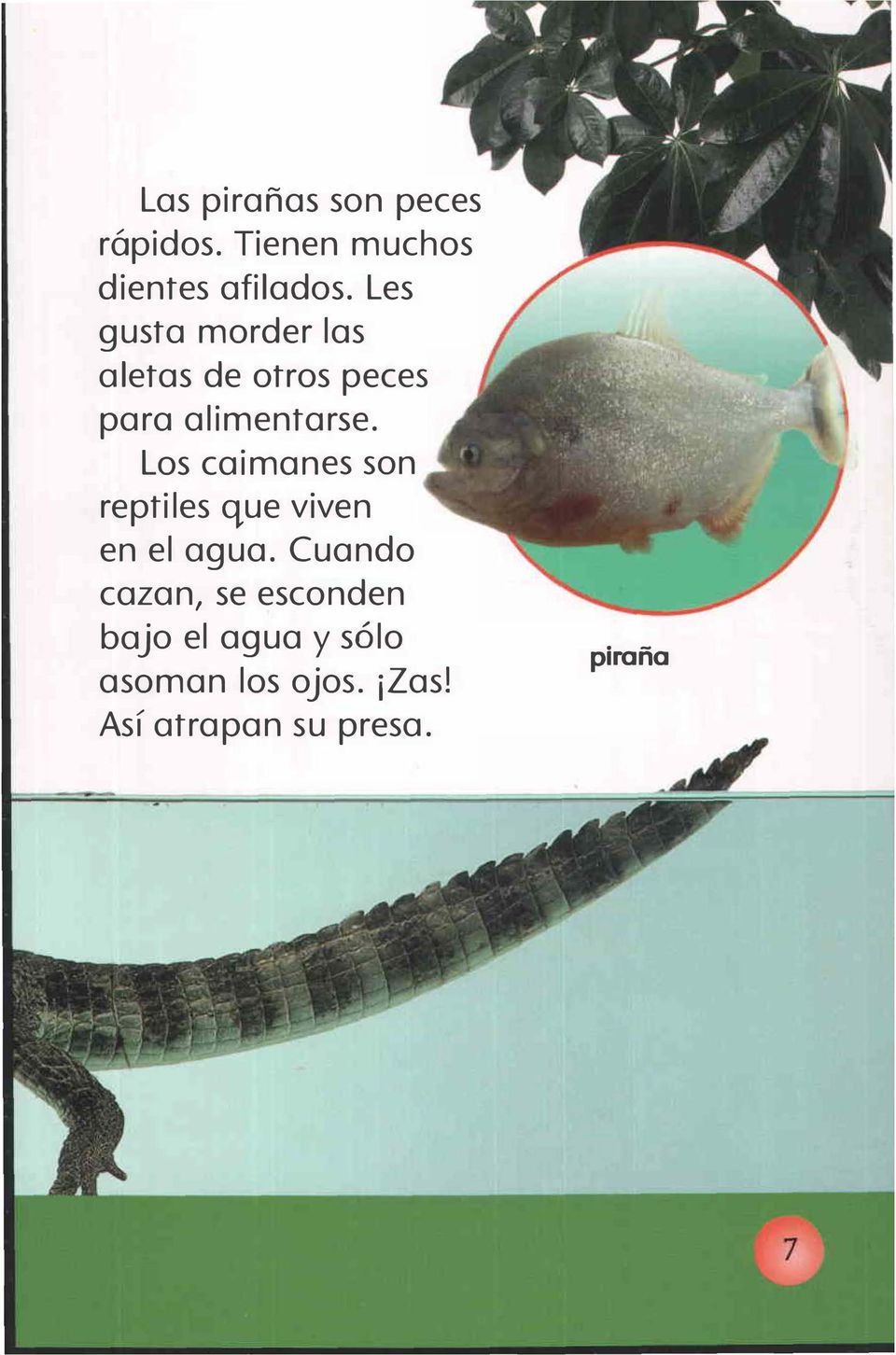 Los caimanes son reptiles que viven en el agua.