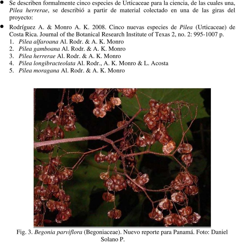 Journal of the Botanical Research Institute of Texas 2, no. 2: 995-1007 p. 1. Pilea alfaroana Al. Rodr. & A. K. Monro 2. Pilea gamboana Al. Rodr. & A. K. Monro 3.